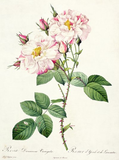 Rosa damascena variegata (rosa de York y Lancaster), grabado por Bessin, de 